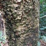 Image result for Shirakiopsis