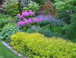 Mixed Border Im Mai Juni U A Mit Bluhendem Frauenmantel Rhododendron Und Wald Storchschnabel Im Hintergrund Garten Gartengestaltung Bilder