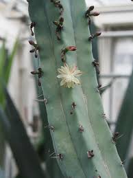 Image result for Myrtillocactus geometrizans