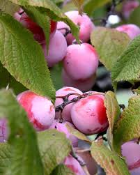 We did not find results for: Best Medium And Small Trees Neil Sperry S Gardens