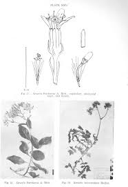 Image result for Lopholaena dolichopappa