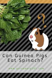 Pin On Rabbits And Guinea Pigs