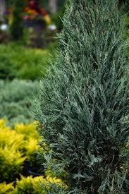 Image result for kabatina thujae