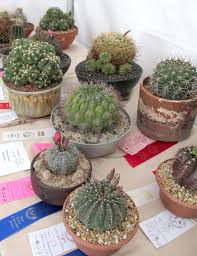 Redlands church of the nazarene 1307 e citrus ave. Pin By George Hatzis On Cacti General Succulents Planting Succulents Plants