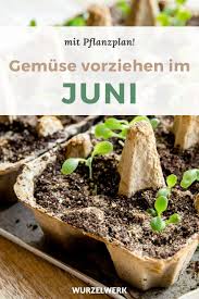 Aussaat Pflanzen Im Juni Beispiel Pflanzplan Wurzelwerk In 2020 Pflanzplan Pflanzen Gartenarbeit