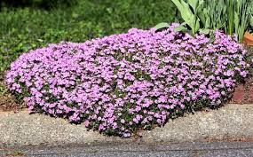 Pin On Yard Texture