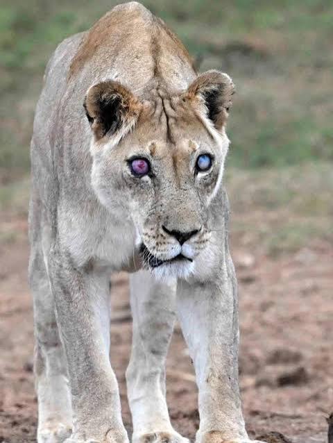 🔥 a 17-year-old lioness survived for 5 years with blindness because her daughters refused to abandon her : r/NatureIsFuckingLit