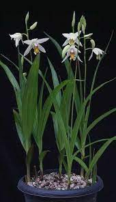 Bletilla Ochracea The Yellow Flower Chinese Ground Orchid Ground Orchids Plants Shade Plants