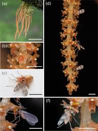 Image result for Oberonia