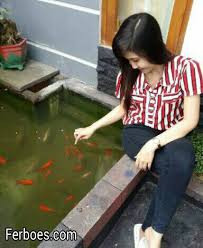 Keindahan ikan koi dari berbagai jenis, corak dan juga warna membuat jenis ikan hias ini semakin digemari apabila air kotor tidak segera dikuras, maka ikan yang ada di kolam akan semakin lemas. Ikan Yang Cocok Dipelihara Dikolam Ferboes Com