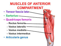 Taken together they form a diamond shape. Thigh Muscles Attachment Nerve Supply Action Anatomy Info