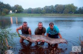 1 kasper dolberg (фрв) дания 4. Angler Fangt Riesenwels In Der Ems