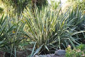 Image result for Phormium