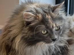 They may not be siberian kitties, but these cuties are available for adoption in new jersey. New York Is The First State To Pass A Law That Bans Declawing Cats Npr