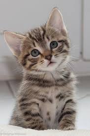 Voyage Onirique Chats Et Chatons Chaton Mignon Animaux