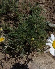Image result for Pasaccardoa procumbens