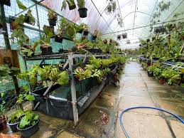 Image result for Raphionacme hirsuta