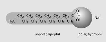 Waschmittel können verschiedene enzyme enthalten. Https Elisabeth Knipping Schule De Download Lernzirkel Waschmittel Pdf