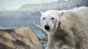 Jun 02, 2015 · polar bears are strong swimmers and are known to dive underwater as part of a strategy to sneak up and try to catch seals when they are hauled out on an ice floe. Polar Bear Im Zoo Rostock Erleben