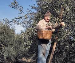 La Cueillette Des Olives Avec Armand Les Chevaliers De L Olivier De Nyons