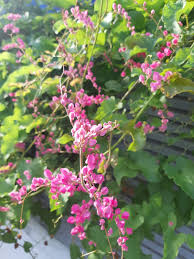 Mungkin sebab cuaca kok. jawabnya. Tanaman Merambat Berbunga Indah Antigonon Leptopus Hook Am Air Mata Pengantin Planter And Forester