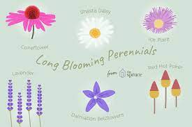 Most perennial plants flower for two to four weeks, but the longest flowering perennials, like coneflowers and catmint, measure their coneflower 'white swan' and 'magnus' (echinacea purpurea, zones 3 to 9). 17 Best Perennials That Offer Long Bloom Periods