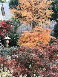 Collecting Japanese Maples Finegardening Japanese Maple Design Succulents Fine Gardening Magazine