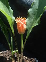 Image result for Scadoxus membranaceus