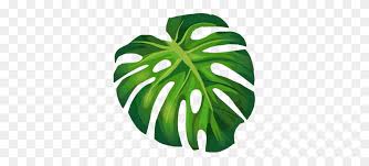 Monstera Leaves Freetoedit Monstera Leaf Clipart Stunning Free Transparent Png Clipart Images Free Download Inspired by bogodar havrylyuk's tutorial on mustard leaves, i wanted to dive deeper into the creation of foliage and create my own leaf generator.