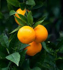 We did not find results for: Citrus Tree Maturity At What Age Do Citrus Trees Produce Fruit