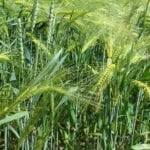 Tilling wet soil damages the valuable, existing structure which you'll need as your. Tips For Tilling Soil In A Garden