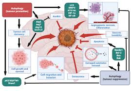 Autophagic-Related Proteins in Brain Gliomas: Role, Mechanisms, and  Targeting Agents