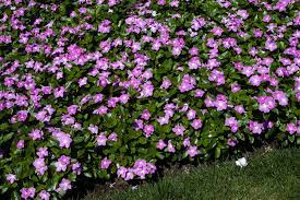 Check spelling or type a new query. Landscape Plants Rated By Deer Resistance Rutgers Njaes
