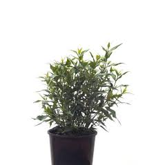 Image result for Strobilanthes anisophylla