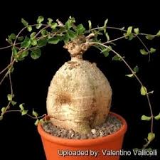 Image result for Fockea angustifolia