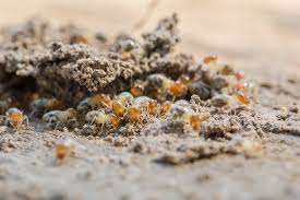 Pest control service in greenville, south carolina. Pest Control Service Termite Treatments Greenville Maulding Simpsonville Sc