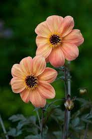 pin van ester gutierrez op dahlia bloementuin prachtige bloemen bloeiende planten