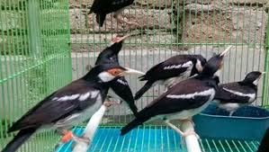 Kicau burung sikatan belang /decu kembang. Perbedaan Antara Jalak Suren Jantan Dan Betina Hobi Burung
