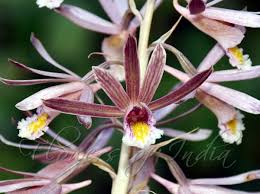 Image result for Eulophia