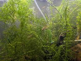 Image result for Najas horrida