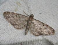 Image result for Eupithecia subfuscata