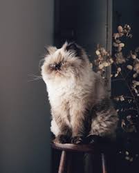 pin by taylor hines on squish kuie cute cats himalayan cat kitten cute baby animals