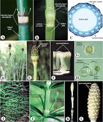 Image result for Isoetaceae