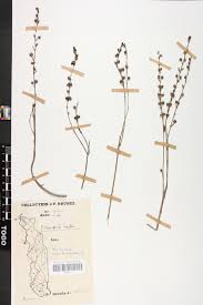 Image result for Micrargeria filiformis