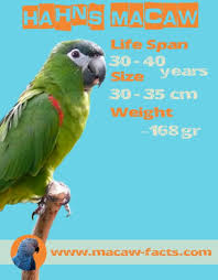 hahns macaw lifespa size and weight macaw facts