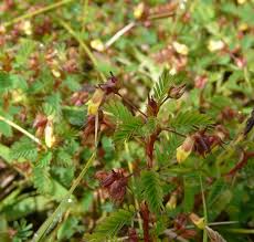 Image result for Kotschya ochreata