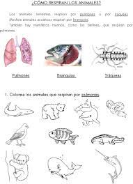El oxígeno es captado por la piel, absorbido por los vasos sanguíneos y llevado a todos los órganos del cuerpo. Conocimiento Del Medio Pdf Free Download