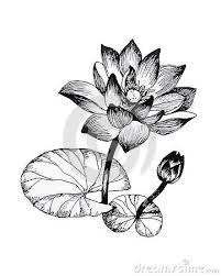Black And White Pictures Of Lily Flowers Water Lily Flowers On Pond Black And White Illustration Black And White Illustration Water Lily Drawing Flower Drawing