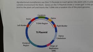 We did not find results for: Agrobacterium Tumefaciens Use Their Ti Plasmids To Chegg Com