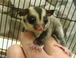 120 Sugar Gliders Ideas Sugar Glider Gliders Sugar Glider Cage